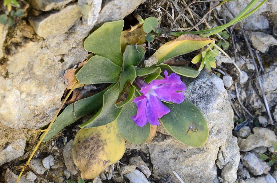 Primula polliniana (=Primula spectabilis) / Primula meravigliosa- fioritura ottobre